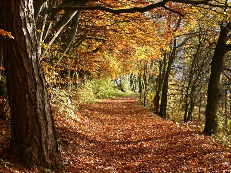 Regelungen nach den Herbstferien
